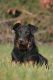 BEAUCERON 1011